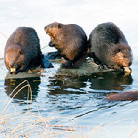 About Our Lake, Long Lake Preservation Association - LLPA - Birchwood - Wisconsin - To preserve and protect Long Lake, its watershed and its ecosystems