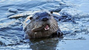 About Our Lake, Long Lake Preservation Association - LLPA - Birchwood - Wisconsin - To preserve and protect Long Lake, its watershed and its ecosystems