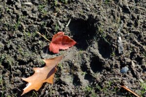 About Our Lake, Long Lake Preservation Association - LLPA - Birchwood - Wisconsin - To preserve and protect Long Lake, its watershed and its ecosystems