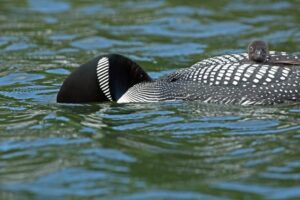 About Our Lake, Long Lake Preservation Association - LLPA - Birchwood - Wisconsin - To preserve and protect Long Lake, its watershed and its ecosystems