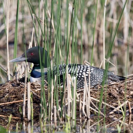 About Our Lake, Long Lake Preservation Association - LLPA - Birchwood - Wisconsin - To preserve and protect Long Lake, its watershed and its ecosystems